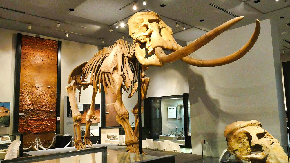 千葉県立中央博物館の巨大ナウマンゾウの骨格標本